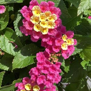 Lantana 'Pink'
