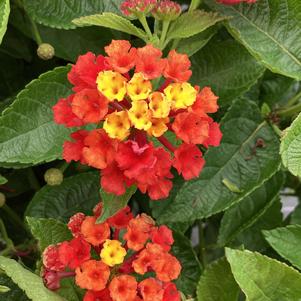 Lantana 'Red'