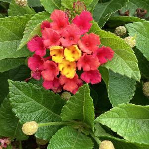 Lantana 'Rose'