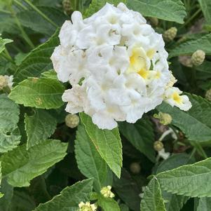 Lantana 'White'