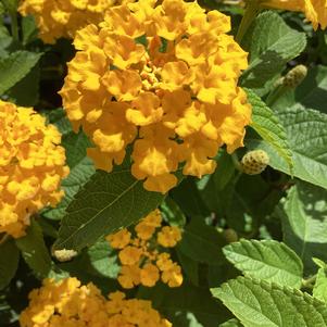Lantana 'Gold IMP'