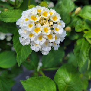 Lantana 'White IMP'