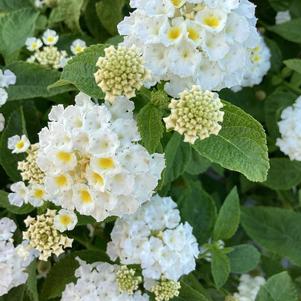 Lantana 'White IMP'