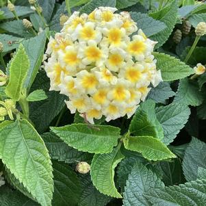 Lantana 'Butterscotch Glow'