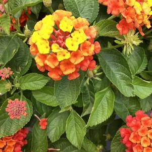 Lantana 'Orange Flame IMP'