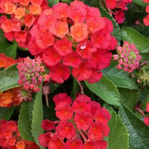 Lantana 'Red'