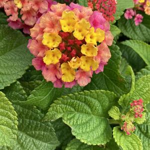 Lantana 'Rose'