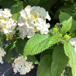 Lantana 'White'