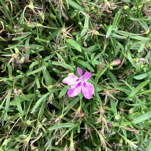 Lobelia 'Lavender Pink'