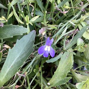 Lobelia 'Sky Blue'