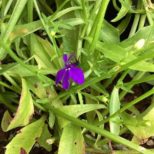 Lobelia 'Dark Blue'
