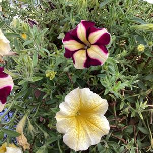 Combinations 'Bee's Glee'