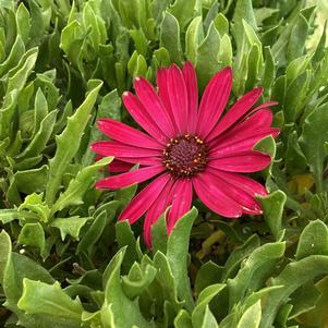 Osteospermum 'Serenity Electric Rose'