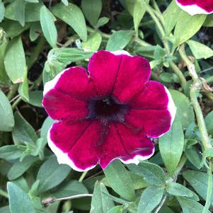 Petunia 'Burgundy Bliss'