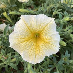 Petunia 'Bee's Knees'