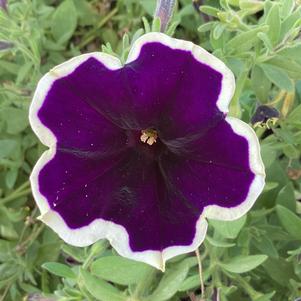 Petunia 'Blueberries & Cream'