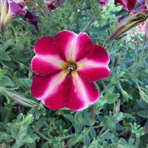 Petunia 'Merlot Star IMP'