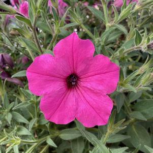 Petunia 'Pink'