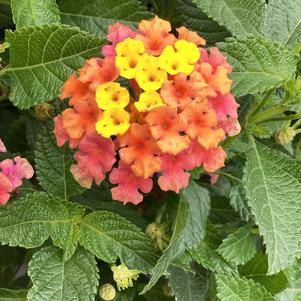 Lantana 'Rose Gold'