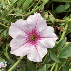 Petunia 'Pink Vein'