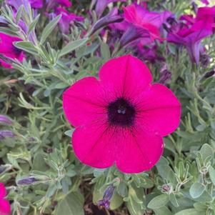 Petunia 'Purple'