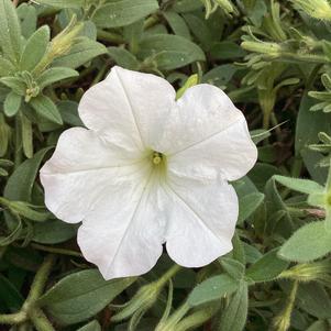 Petunia 'White'