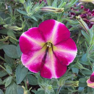 Petunia 'Lemonberry'