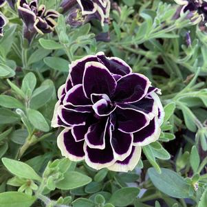 Petunia - Double 'Midnight Gold'