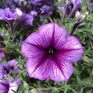 Petunia 'Blue Vein'