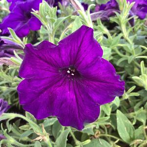 Petunia 'Dark Blue'