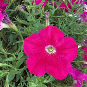 Petunia 'Hot Pink'