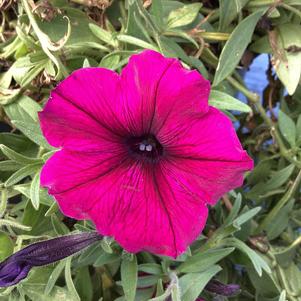 Petunia 'Magenta'