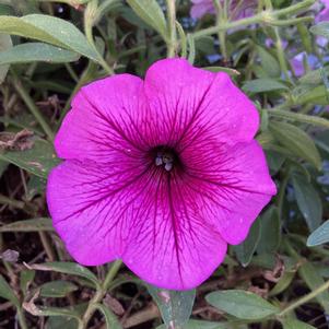 Petunia 'Pink Vein'
