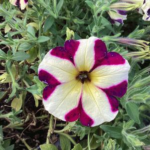 Petunia 'Raspberry Cheesecake'