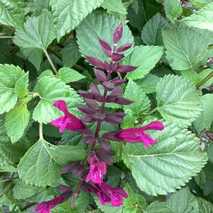 Salvia 'Plum Crazy'