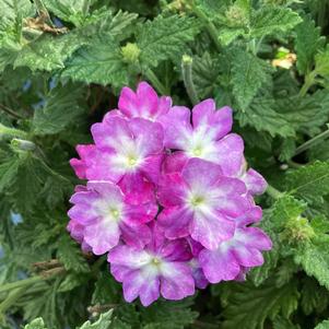 Verbena 'Purple Fizz'