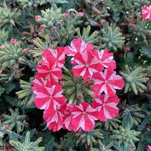 Verbena 'Peppermint'