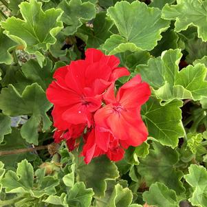 Geranium - Zonal 'Dark Red'