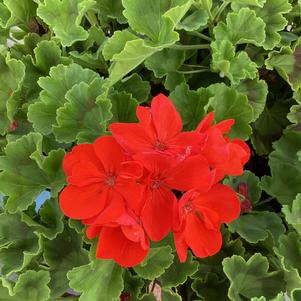 Geranium - Zonal 'Orange'