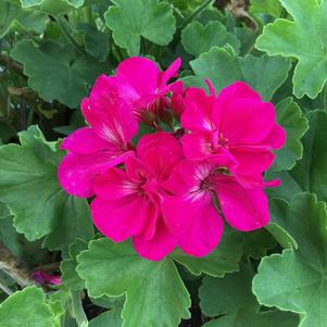 Geranium - Zonal 'Purple'