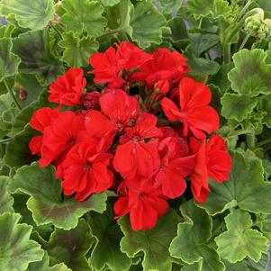 Geranium - Zonal 'Red'