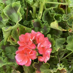 Geranium - Zonal 'Salmon'