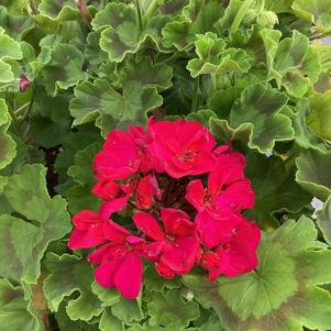 Geranium - Zonal 'Violet'