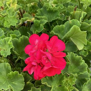 Geranium - Zonal 'Watermelon'