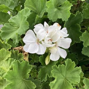 Geranium - Zonal 'White'