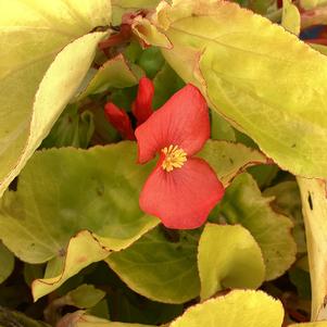 Begonia 'Canary Wings'