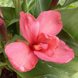 Canna 'Rose Dark Bud (seed)'