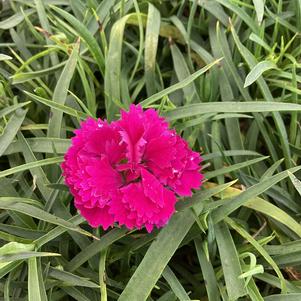 Dianthus 'Rosie'