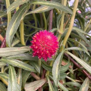 Gomphrena 'Pinata'