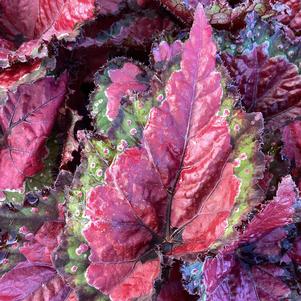 Begonia Rex 'Cherry Fields'